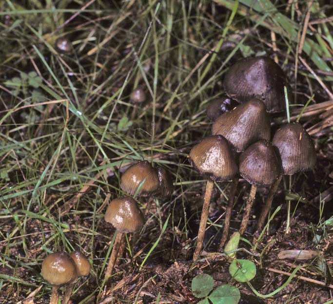 Psilocybe subfimetaria